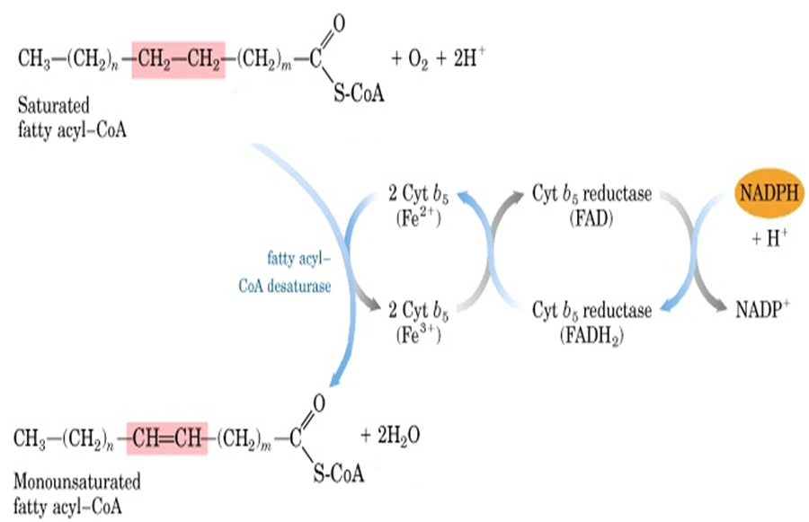 Tổng Quan Về Quá Trình Sinh Tổng Hợp Acid Béo Trong Cơ Thể động Vật Và ...